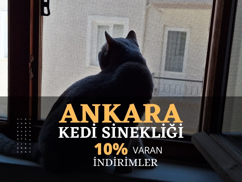 Ankara Kedi Sinekliği Servisi
